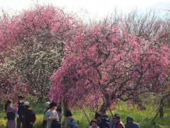 観梅ドライブ かつらぎ町四郷 岩出市緑化センター 岩出 紀の川 和歌山県 の旅行記 ブログ By ターちゃんさん フォートラベル