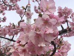 花の都東京：梅が盛りの芝公園、増上寺、湯島天満宮を散策する