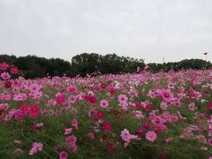 子連れピクニック　コスモス見頃万博公園2019