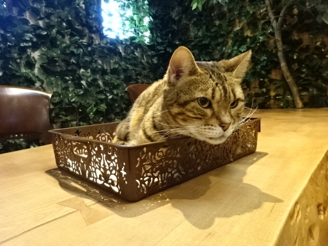 青春18キップで4泊5日した倉敷、毎日、朝は客がいない美観地区を歩き、観光から戻った夕方は、街を観光しました。最終日は倉敷を観光しました。と言っても青春18キップなので、午前中だけ観光し、約7時間かけて愛知県へ帰りました。<br />本旅行記では、倉敷観光をご紹介します。<br />毎日断片的に観光したため、まとまった内容ではありませんが、倉敷の定番とは違う観光、皆様のご参考になれば、幸いです。<br />表紙は倉敷猫屋敷の猫。虹の橋へ旅立った愛猫4人が私にあいさつに来てくれました。