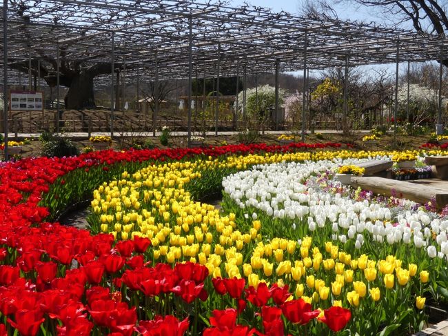 「あしかがフラワーパーク」の、春の花まつり_2020_沢山のチューリップが綺麗に咲いています。（栃木県・足利市）