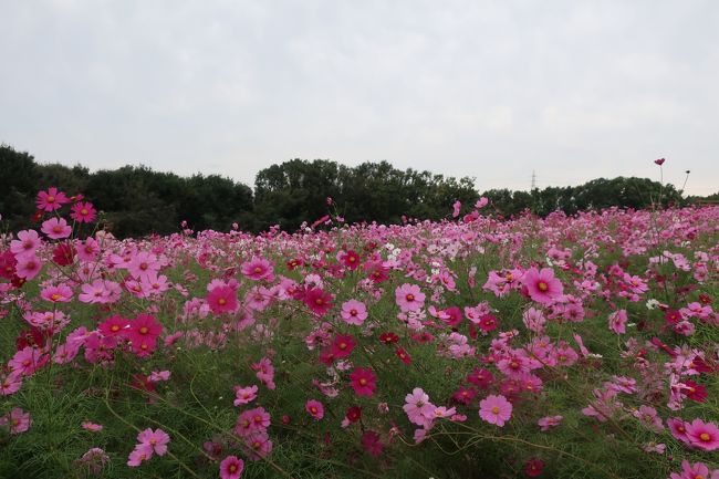 子連れピクニック　コスモス見頃万博公園2019