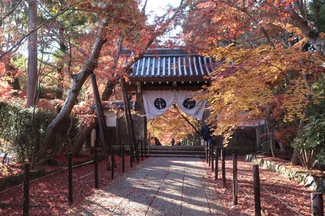 大好きな光明寺の紅葉。久々行ってきました。やはり素敵な場所。<br />娘(３歳、０歳)と両親と大阪から車(別)で行きました。<br /><br />光明寺HP<br />http://www.komyo-ji.or.jp/<br /><br />2016紅葉京都府長岡京　光明寺・小倉山荘ランチの旅行記　<br />https://4travel.jp/travelogue/11206360