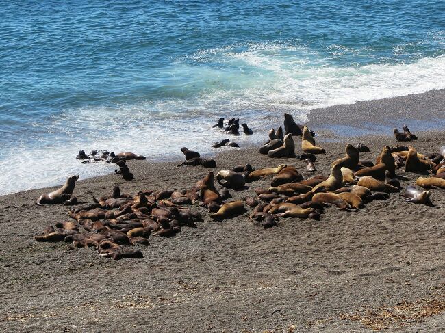 世界自然遺産 バルデス半島 グアナコ オタリア アルマジロ ペンギン アザラシにダチョウ バルデス半島周辺 アルゼンチン の旅行記 ブログ By さとうさん フォートラベル