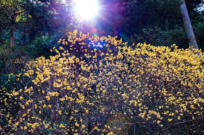 　長崎鼻の菜の花を見てからすぐ隣の竹田津方面へすすみ、西方寺のミツマタを見ます。<br />　西方寺のミツマタは、前回3月2日にはまだ4～5分咲きだったのですが、ちょうど見頃でした。