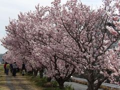  狩川土手の春めき桜（春木径と幸せ道）