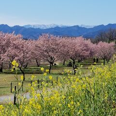 坂戸の不思議スポットと早咲きの寒桜を訪ねる☆埼玉県：坂戸市