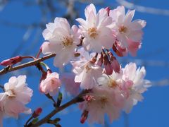 二回目の花が咲きだした冬桜