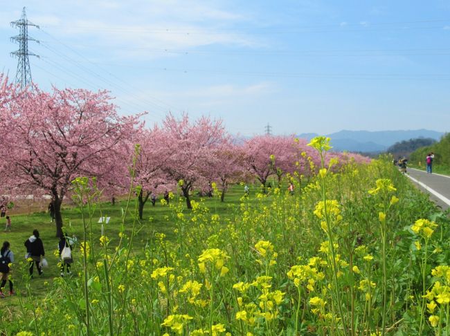 埼玉県坂戸市の越辺川右岸の「北浅羽桜堤公園」。<br />約1.2kmにわたり早咲きの安行寒桜の並木道が続きます。<br />東京でのソメイヨシノの開花も今日明日かという本日3/13、一足早く満開の桜を観てきました。<br /><br />明日3/14(土)~22(日)まで「第6回 坂戸にっさい桜まつり」も開催予定でしたが、御多分に漏れずイベントは一切中止になりました。<br />でも、こういう時だからこそ、屋外のすがすがしい空気の中、綺麗な桜を見て少しでも晴れやかな気分になるのも一つの方法ではないでしょうか・・<br /><br />ただし、昨年より一週間早く行きましたが、既に散っている花びらもあり、今、まさに満開です。<br />お天気と相談してなるべく早めに行かれることをお勧めします。<br /><br />この後、にっさいの工業団地の中にある、ぎょうざの満洲の本社工場併設のレストラン「坂戸にっさい店」でランチします。<br />