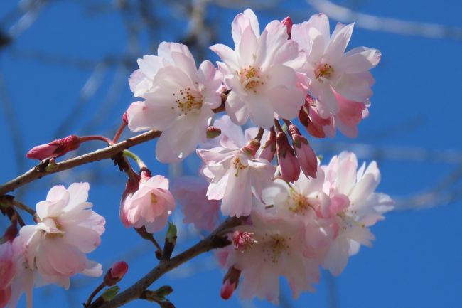 3月11日、午前11時半頃にふじみ野市の亀久保西公園に行き、その後の冬桜を見ました。　3月初めころより二回目の花が咲き始めていて、今回の観察では二回目の花がかなり数多く見られました。　二回目の花は一回目より花がやや大きく、薄いピンク系の花が多いです。<br /><br /><br /><br />*写真は美しい冬桜