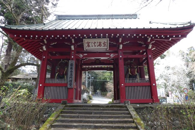 　大雄山駅からバスで最乗寺に向かう途中に朱塗りの大雄山最乗寺仁王門が見え、思わずバスを降車してしまった。<br />　仁王門の前の広場には枝垂れ桜が植えられており、その若木が開花しつつある。仁王門の横にも何本かの枝垂れ桜が植えられており、驚いていると、その向かいにはコブシの木の大木が聳え、今は白い花が満開である。仁王門の横からは参道から右に折れ、道路がある。その道路の両側にも枝垂れ桜が植えられているではないか！<br />　国内では枝垂れ桜の桜並木は少ないのであるが、まさかここ南足柄市にあるとは…。この枝垂れ桜の桜並木が満開になるのは染井吉野と同時期であろう。ぜひ、見てみたいものだ。<br />（表紙写真は大雄山最乗寺仁王門）