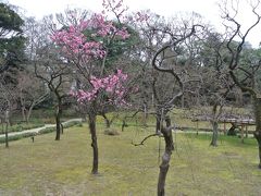 【ぶらちふりん】コロナウイルスに負けずに六義園～小石川後楽園散歩。梅は咲いたか桜はまだかいな？