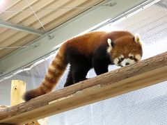 豊橋総合動植物公園のんほいパーク　先月の守守君に続き、いよいよリーファちゃんの正式公開！！ 初日に会いに行ってきました  