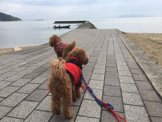 愛犬 2匹と、岡山県笠岡市の海沿いをぶらり旅しました。<br /><br />カフェレストささえ愛→青佐鼻海岸→ポピーcafe