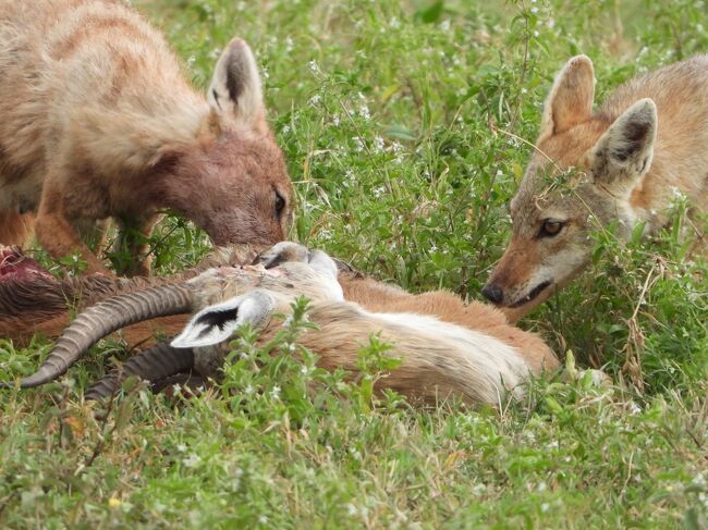 タンザニアでサファリ 成田 ンゴロンゴロ ２月２７日 ２９日 ンゴロンゴロ自然保護区周辺 タンザニア の旅行記 ブログ By ミヤマなアカウントさん フォートラベル