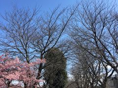 玉川上水緑道を散歩しながら福生ビール小屋へ