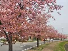 小野市に一足早く春の訪れを告げる大島川の河津桜