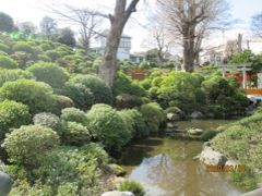 文京区の根津神社・ツツジはまだ