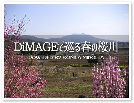 DiMAGEで巡る春の桜川