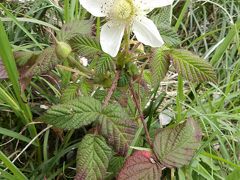 これは何の花？