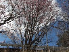 道路法面の桜並木