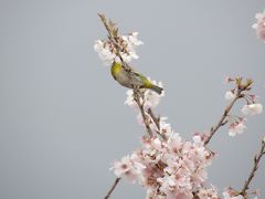 見下ろす「一ノ堰ハラネ」の春めき桜