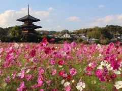 自転車で奈良を巡る旅シリーズ～法起寺の秋桜～