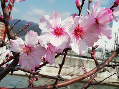 アーモンドの花を探して