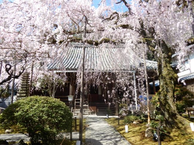 小さなお寺にある大きな垂れ桜「専称寺」 からの～二上山登山