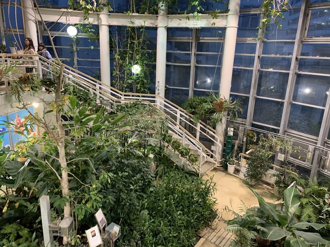 渋谷区にも小さいですが植物園があります。今回は申し込みしていた"桜の盆栽"のワ-クショップがコロナウィルスの影響で中止。桜を取りに行きながら、久しぶりに渋谷ふれあい植物センターを楽しんで来ました!<br /><br />渋谷駅→渋谷郵便局→渋谷ふれあい植物センター→しぶやbridge→恵比寿ひいらぎ(たい焼き屋さん)<br /><br />#街ブラ記録