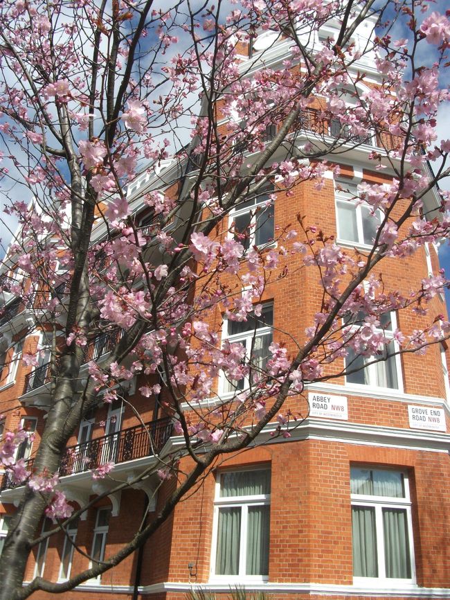 春はまだ遠いような気がするロンドン。あちこちで水仙やアーモンド、桜の花は咲いていますが、連日（特に週末は）曇り空で強風が吹き体感温度はかなり低いです。ウィルス騒動で街の人出もかなり減っています。そんな中、仕事のついでにロンドンの春を探してみました。