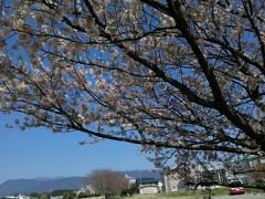 春爛漫★桜並木　お花見日和①