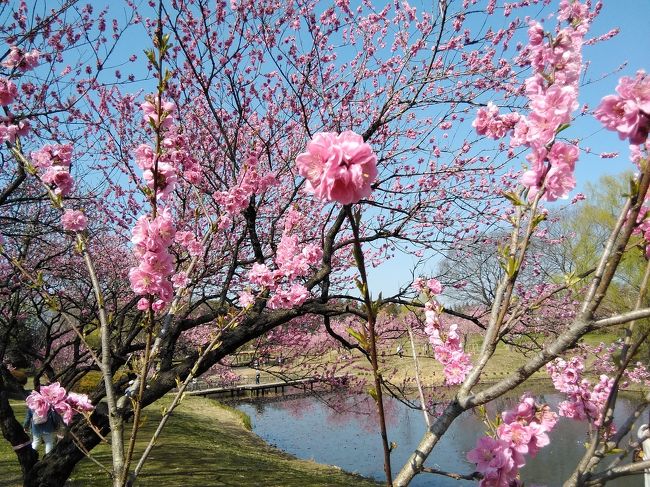 ぽかぽか陽気に誘われて、花も咲きだしました。<br />そうなると、行きたくなるのは、お花見ですよね。<br />何年か前に行った、茨城県の古河市にある、古河総合公園。<br />そこには、花桃園があります。<br />行きたくて、ムズムズ。 鼻もムズムズ。<br />以前は、雨だったので、お天気の良い日にリベンジです。<br />でも、今回は新型コロナ(COVID-19)での影響で、古河桃まつりは中止です。<br /><br />