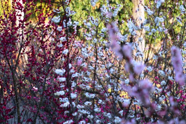 　和泉リサイクルーセンターから鍋谷トンネルを超えて干し柿の里であるかつらぎ町四郷、岩出市緑化センターの梅を見て回りました。