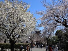 池上本門寺　桜花見＆力道山銅像