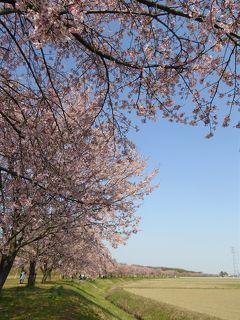 2020　桜散歩（北浅羽桜堤公園：大寒桜（安行寒桜））