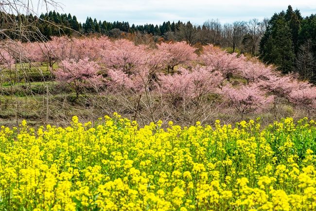 　日本一の炭酸泉で有名な長湯温泉の一角、くじゅう連山の麓に10ヘクタールの桜の公園づくりがすすんでいます。<br />　うち、1,500本の大漁桜が見頃を迎えています。