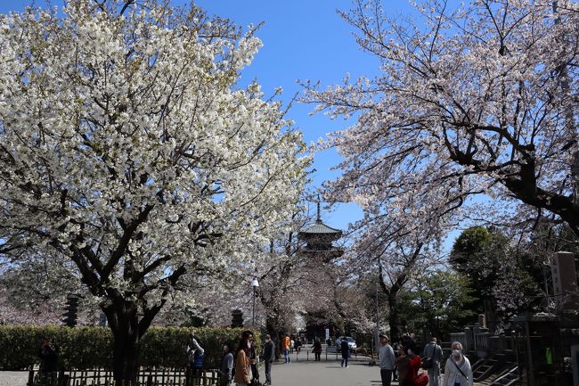 東京のサクラ開花状況で徐々に満開の場所が増えつつある中、名所のひとつである池上本門寺を訪問しました。ここは、元プロレスラーの力道山のお墓があり、諸般の繋がりで２月３日節分豆まきでは毎年多くのプロレスラーが来て豆をまいてくれます。ただ土日でないとサラリーマンは来れなくて…。<br /><br />都内では小池東京都知事より新型コロナの感染拡大予防で今週末の外出自粛要請が発せられましたので、これが今年最後の花見になるかもしれません。