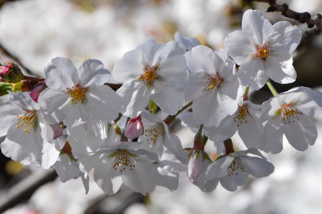 今年の目黒川の桜の開花は、例年よりもかなり早い3月15日でしたが、巷では今週末が見ごろになるのでは・・・<br />そんな話がちらほらＴＶから聞こえてきて、気になって様子を見てきました。<br />でも、桜並木の中でも咲いているのはまだ少なく、全体的に咲き始め。<br />満開まではまだ時間がかかりそうな感じでした。<br />世間では新型コロナウィルスの拡散防止のため、人の集まるイベントやコンサート、スポーツイベントなど軒並み中止で、観光地に行っても美術館やテーマパークなどすべて休館。<br />そんな状態の中で、今年は目黒川の桜もさくら祭りとライトアップが中止になりました。<br />海外では飲食店も休業のニュースが耳に入っていましたが、ついに目黒川でもスターバックスの基幹店のリザーブロースタリー東京が、花見で人が集まる三連休の今日から29日まで臨時休業になりました。<br />昨年はオープン直後だったこともあり入場制限やバルコニーのテラス席の使用禁止などの規制が入っていましたが、今年は休業。<br />残念です！