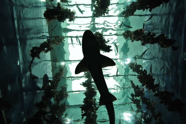 子供と水族館めぐり！エモいよ仙台うみの杜水族館