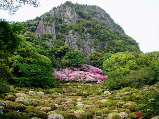 福岡にいる知人を訪ねるついでに、つつじの名所「御船山楽園」と、藤の名所「河内藤園」に行ってきました。<br /><br />唐津から移動し、午後は武雄周辺を観光しました