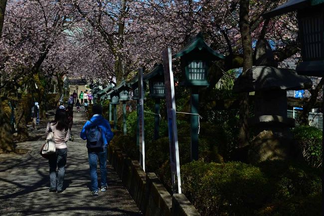 ここ、真言宗智山派・密蔵院は安行桜がとても美しいお寺です。<br />江戸時代から植木の街として関東では広く知れ渡った安行に位置しJR京浜東北線、川口駅、西川口駅よりバスで30分<br />少々不便ですが3月上旬~中旬にかけて濃いピンクの安行桜を楽しむことができます。<br />都心から半日コースのハイキングが楽しめます。