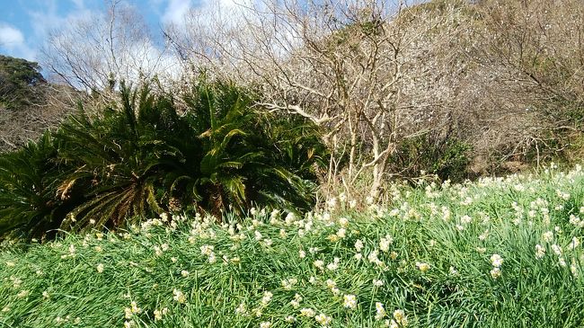 2月でも予報では暖かそうなので、早咲きの頼朝桜にはまだ早かったですが、水仙が見頃らしい、南房総、鋸南町へハイキングに出かけました。去年の台風で被害に遭われ休業を余儀なくされた我が家お気に入りの寿司店にも、寄ってきました。<br />去年の台風の爪痕は残っていて、ブルーシートがかかった屋根がまだたくさんありました。。<br />また、そこに住んでいる女性の方から、例年はもっと花が綺麗なんですという話も聞きました。