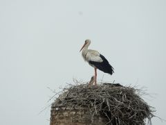 廃墟って美しい　エル・バディ宮殿　　マラケシュ　⑥