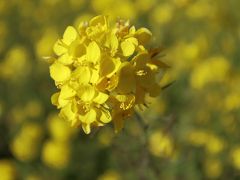 いつのまにかすっかり春が来ていた外出自粛のNIPPON～小湊鉄道といすみ鉄道と菜の花と