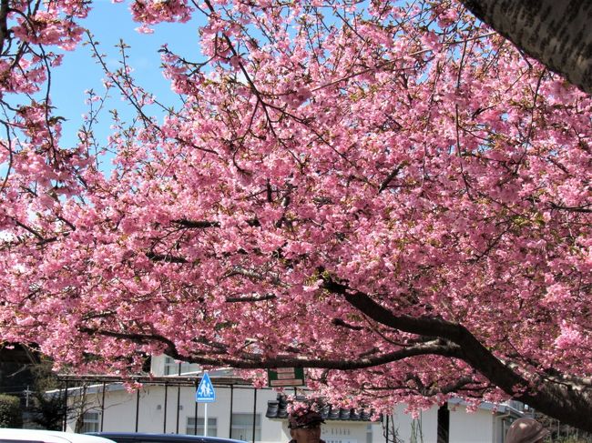 2020年3月河津桜を愛でてから、福島県水郡線矢祭町の鮎を食べました。