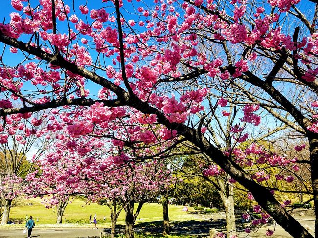 3月20日の3連休初日。<br />横浜市南区にある清水ケ丘公園に行って来ました。<br />保土ヶ谷駅から 丘陵を登り15分ほど。<br /><br />ソメイヨシノより少し早咲きのヨコハマ緋桜はちょうど満開。<br />清々しい公園散策でした。<br /><br />3月6日に行った、横浜市環境保護センターやこども植物園の花々も掲載します。