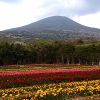 2018年・八丈島フリージアまつり