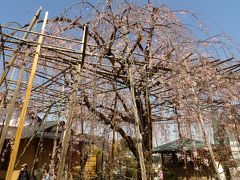 普門院の枝垂れ桜