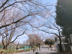 春の横浜散歩　菊名　三ツ沢　みなとみらい